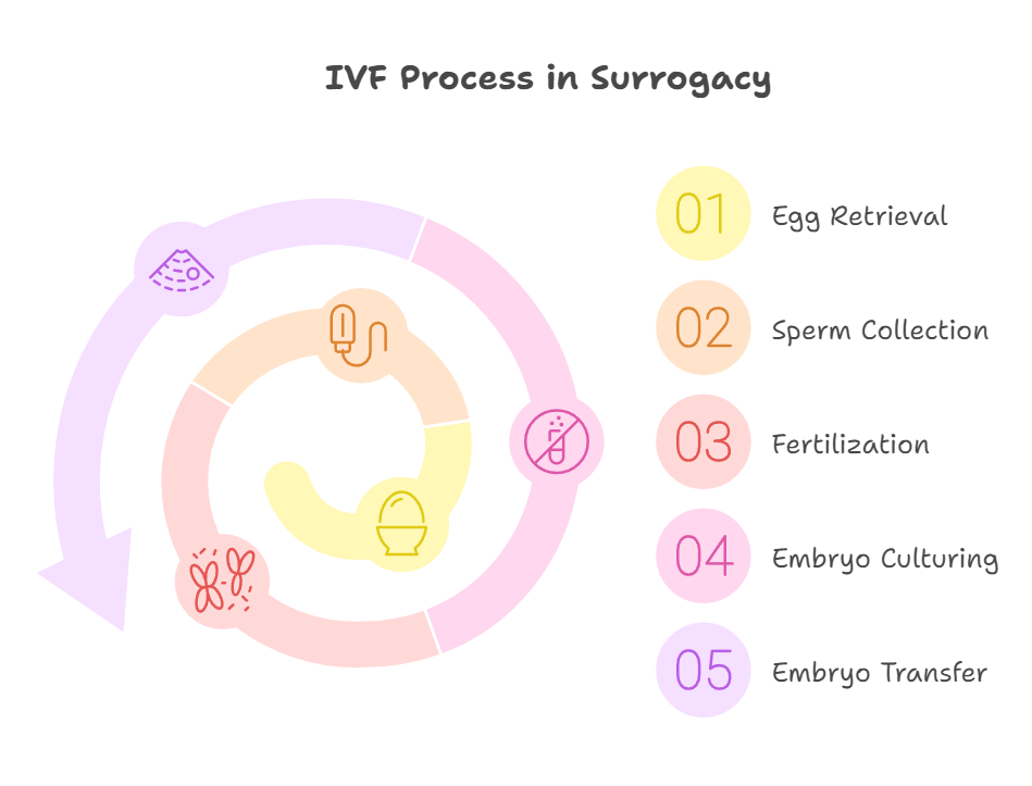 IVF Process in Surrogacy