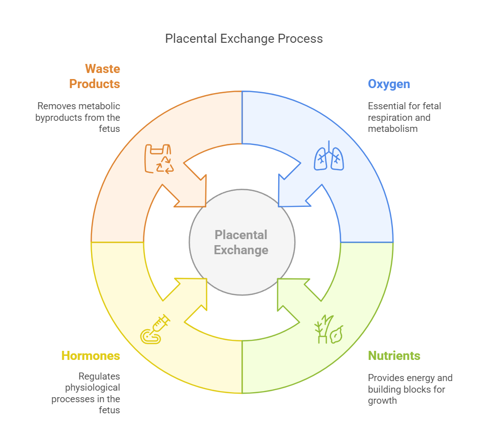 Placental Exchange Process